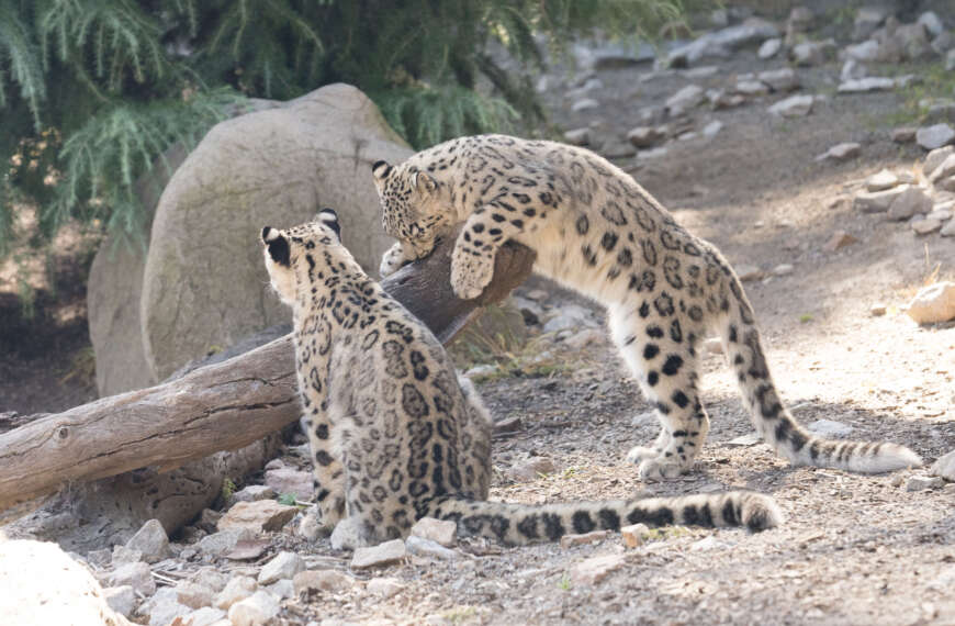 Small Snow-Leopards Sniffing Suspicious Scents