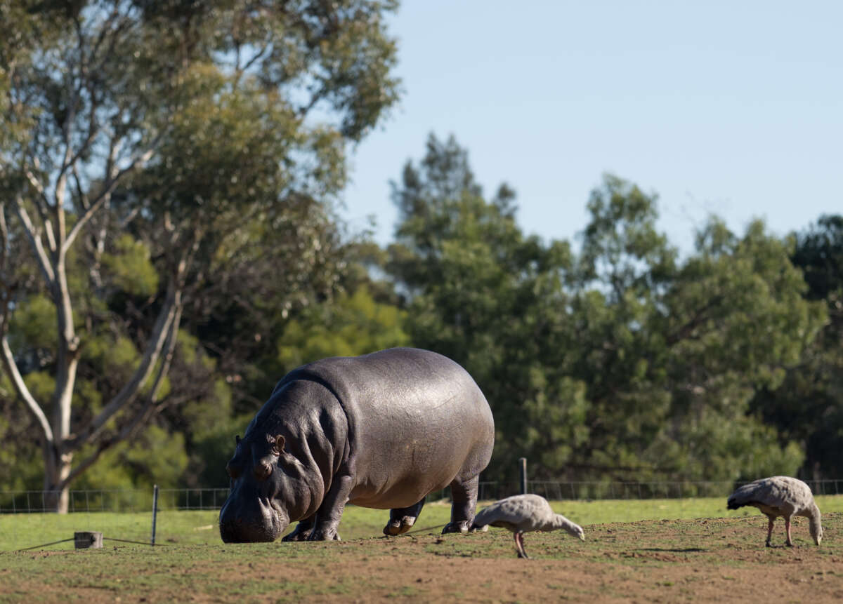Hippo on land